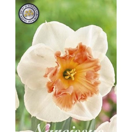Narcissus Precocious 5-pakning